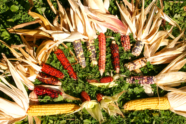 Landrace_Corn1 Landrace_Corn1