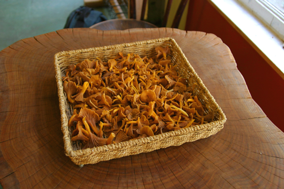 Flame Chanterelles 72